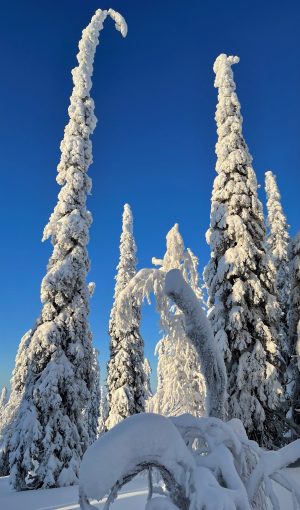 Arbres enneigés à Salla en Laponie, Finlande