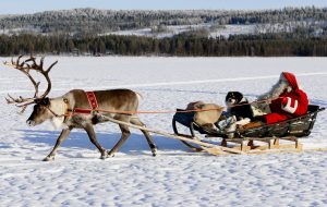 Der Weihnachtsmann mit seinem Rentierhund in Lappland trainiert ein Rentier
