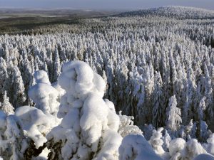 Des arbres enneigés dans les collines d’Ounasvaara à Rovaniemi en Laponie