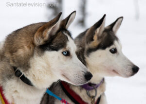 Husky dogs in Santa Claus Village in Rovaniemi in Lapland
