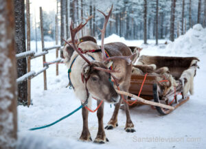 Los renos de Papá Noel Santa Claus con un trineo en Laponia, Finlandia