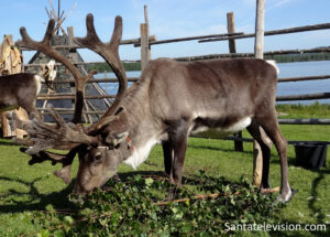 Reindeer at the Old Time Market of Rovaniemi in Lapland