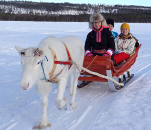 A reindeer ride in Reindeer Lake resort reindeer farm in Pello Lapland