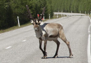 Reindeer crossing a road in Rovaniemi in Lapland