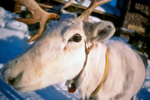 Un renne blanc du Père Noël en Laponie finlandaise
