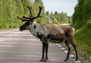 Un renne sur la route en été en Laponie