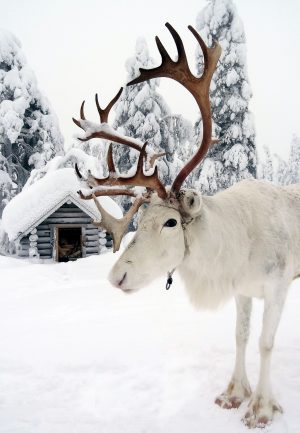 Ein Rentier des Weihnachtsmanns in Lappland, Finnland