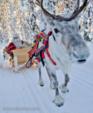 Papá Noel y un reno en Rovaniemi, la ciudad oficial de Santa Claus en Laponia, Finlandia