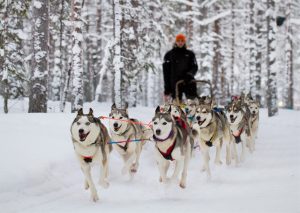 Safari de chiens husky à Rovaniemi en Laponie
