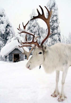 Uno de los Renos de Papá Noel Santa Claus en la Laponia finlandesa