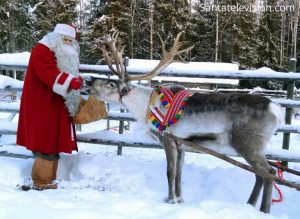 Weihnachtsmann füttert eines seiner Rentiere in Lappland
