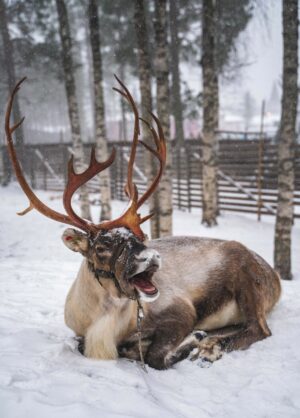 Santa's reindeer happy since the first snow arrived in Rovaniemi, Lapland