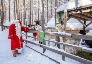 Santa Claus feeding alpacas in Santa's Pets in Santa Claus Village in Rovaniemi