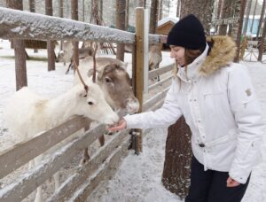 Feeding reindeer in Santa's pets in Santa Claus Village in Rovaniemi