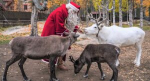 Santa Claus feeding reindeer in autumn at the Arctic Circle in Lapland finland