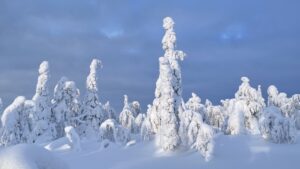 Arbres couverts de neige à Salla en Laponie