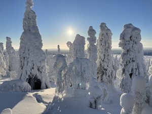 Paysage hivernale à Salla en Laponie finlandaise