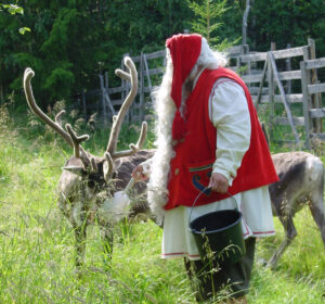 Le Père Noël nourrit ses rennes en été à Rovaniemi en Laponie finlandaise