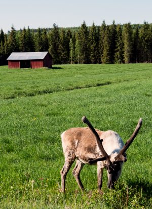 Le renne du Père Noël en vacances d'été en Laponie finlandaise