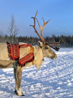 Un renne du Père Noël à Rovaniemi, en Laponie finlandaise