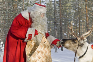 Ein Rentier des Weihnachtsmannes frisst Flechte in Lappland