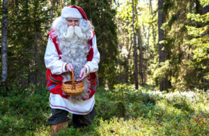 Papá Noel recolectando arándanos en los bosques de Laponia en Finlandia
