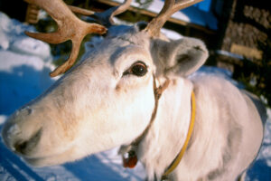 Un reno blanco de Papá Noel en Rovaniemi, Laponia.