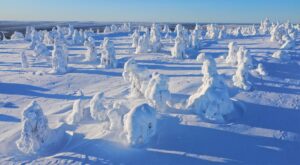 Árboles cubiertos de nieve en Salla, Laponia finlandesa