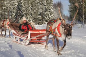 Safari de renos en Rovaniemi en la Laponia finlandesa